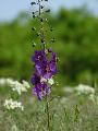 Lila krfarkkr (Verbascum phoenicum)